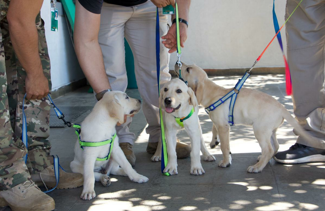 Los cachorros serán entrenados en detección de estupefacientes | Foto: SENAD