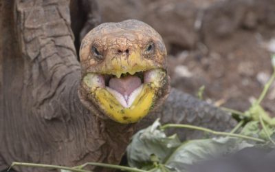 Diego, la promiscua tortuga que salvó a su especie de la extinción