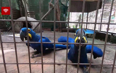 Guacamayos nacen en cautiverio en zoológico de Encarnación