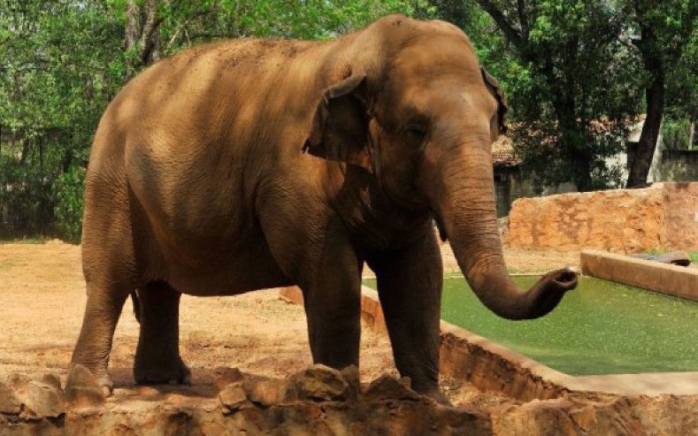 La elefanta Maia tenía aproximadamente 50 años y sufría de una artrosis avanzada.