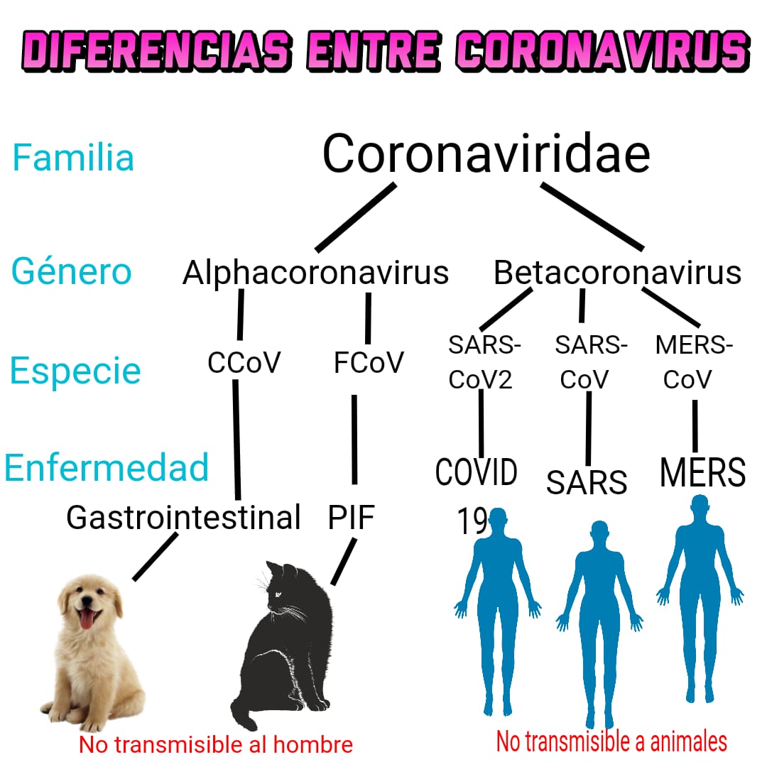 Diferencias entre coronavirus. Fuente: Dirección de Vigilancia de la Salud