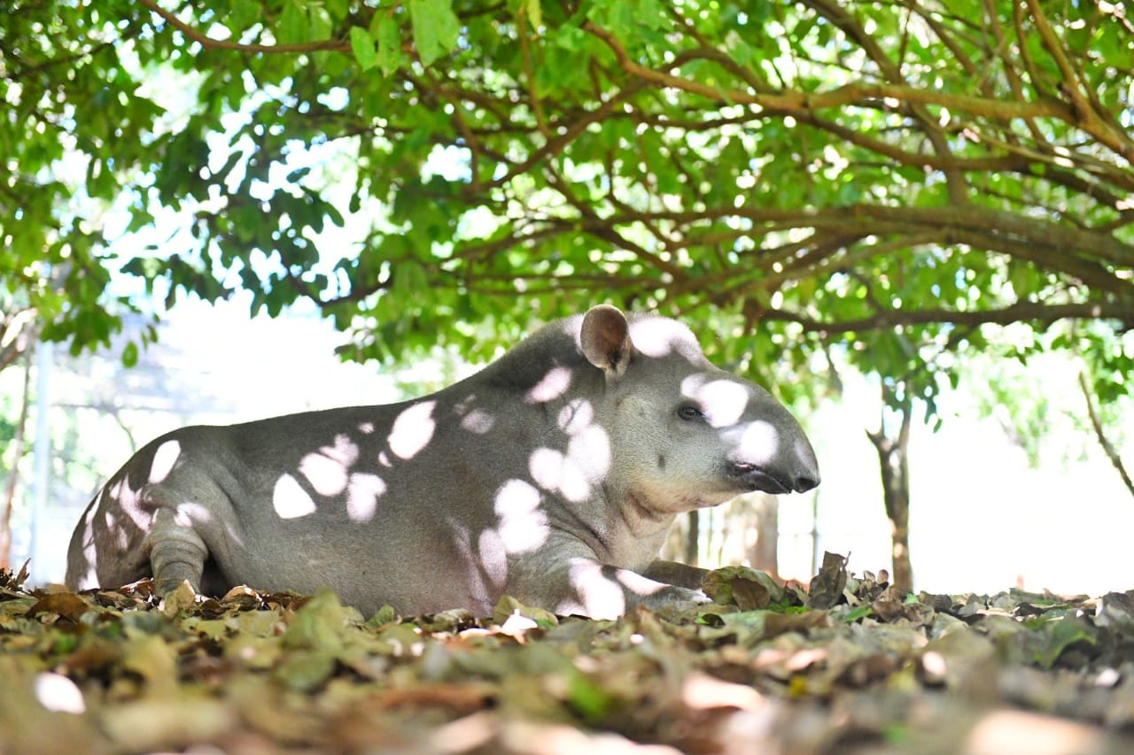 El tapir puede pesar 250 a 300 kilogramos. Foto: Itaipú