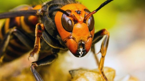 La vespa mandarinia no solo supone un riesgo para las personas, sino también para las abejas. Foto: animapedia
