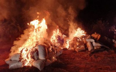 Incineran casi 8 toneladas de marihuana picada en Canindeyú