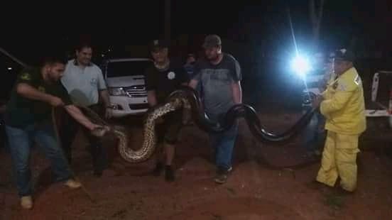 El animal tiene unos 5 a 6 metros de largo y aproximadamente 200 kilos. Foto: Cuerpos de Bomberos Voluntarios de Santa Rosa del Aguaray (Facebook)