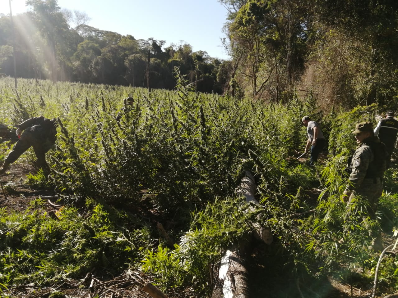 Unas 12 hectáreas de plantaciones fueron destruídas. Foto: Gentileza