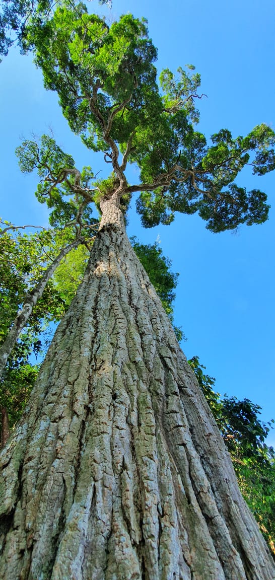 El yvyraromi cuenta con aproximadamente 400 años y mide unos 30 metros de altura. Se encuentra en la reserva natural Tatí Yupí. Foto: Itaipú Binacional