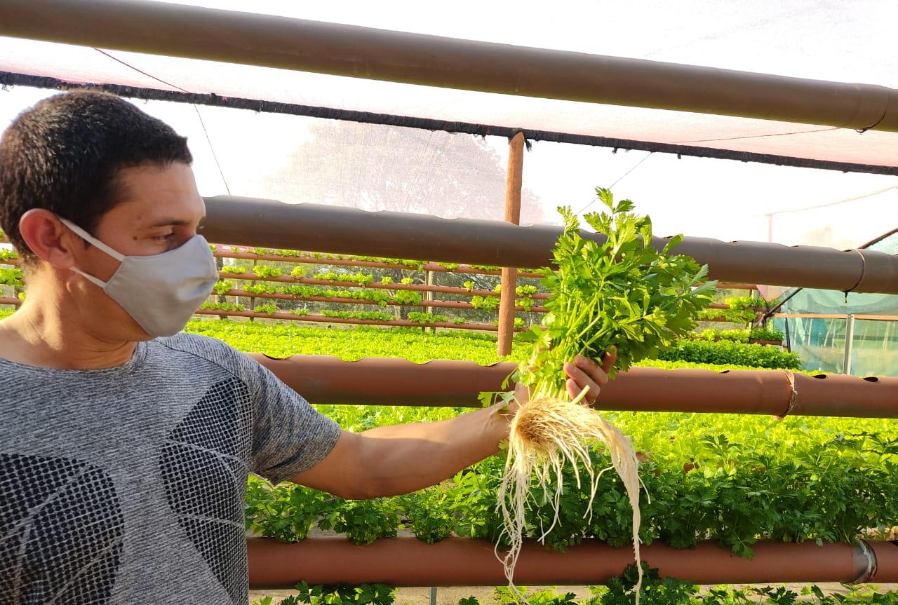 Óscar Flores, joven agricultor, apostó por el cultivo hidropónico desde hace 3 años. Foto: @CAHParaguay