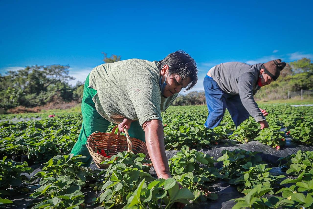 Los productores sostienen que la actividad es principal sustento de los productores aregüeños. Foto: @MaritoAbdo