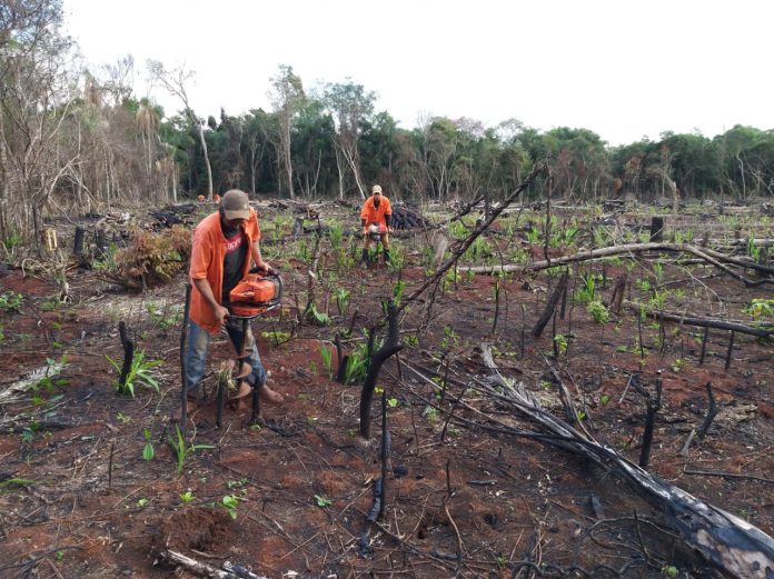 Zona deforestada siendo plantada con especies nativas por funcionarios de la Itaipú.
