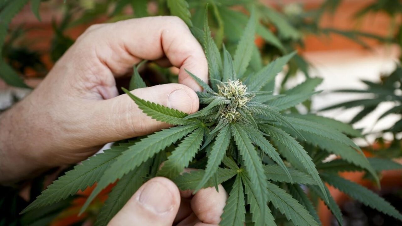 Organizaciones piden al Poder Ejecutivo que despenalice el autocultivo del cannabis para uso medicinal. Foto ilustrativa.