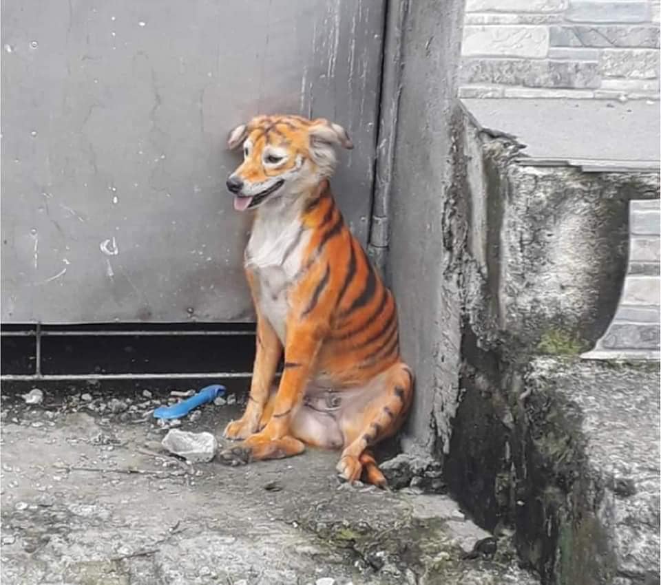 El perrito fue encontrado en las calles de Malasia. Foto: Persatuan Haiwan Malaysia - Malaysia Animal Association