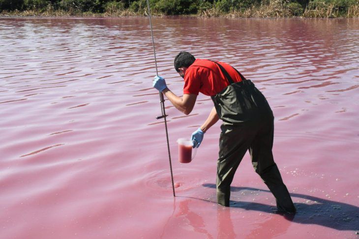 Funcionario del MADES sacando una muestra de la laguna contaminada, con el agua teñida de color rosa.
