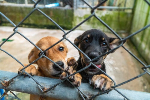 Un refugio de perros en México lanzó una campaña para adopción temporal de canes. Foto referencial.