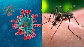 Dengue podría dar inmunidad al Covid-19, según estudio