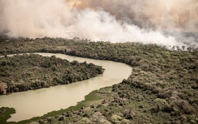 Trágicos incendios en el Pantanal brasileño ya consumieron un 12% del territorio