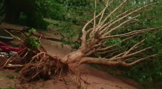 Varios árboles cayeron a causa de los fuertes vientos. Foto: Gentileza.