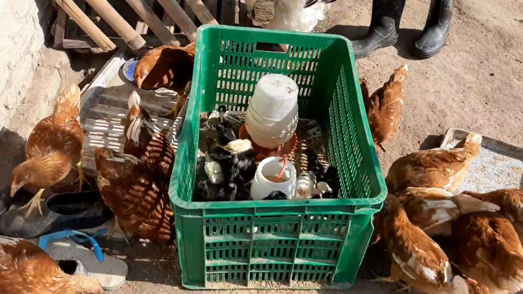 La joven se dedica a la cría y venta de animales para costear sus estudios. Foto: Captura de video / Lorenzo Agüero, corresponsal del Grupo JBB.