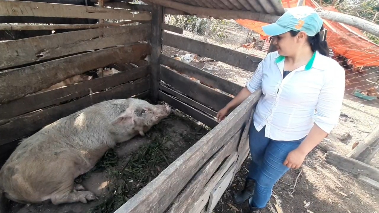 Daisy paga sus estudios universitarios de Enfermería por medio de la venta de animales y alimentos. Foto: Captura de pantalla / Lorenzo Agüero, corresponsal del Grupo JBB.
