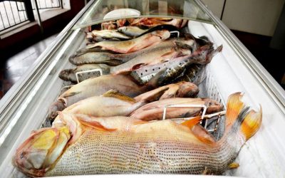 Hoy inicia veda pesquera, pero venta continúa