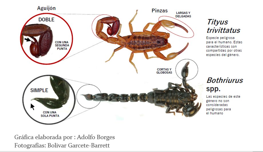 Todas las especies de escorpiones, sin excepción, pueden inocular veneno con su aguijón