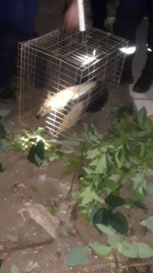 El animal silvestre fue hallado en una zona muy poblada del barrio Remansito de Ciudad del Este. Foto: Gentileza.