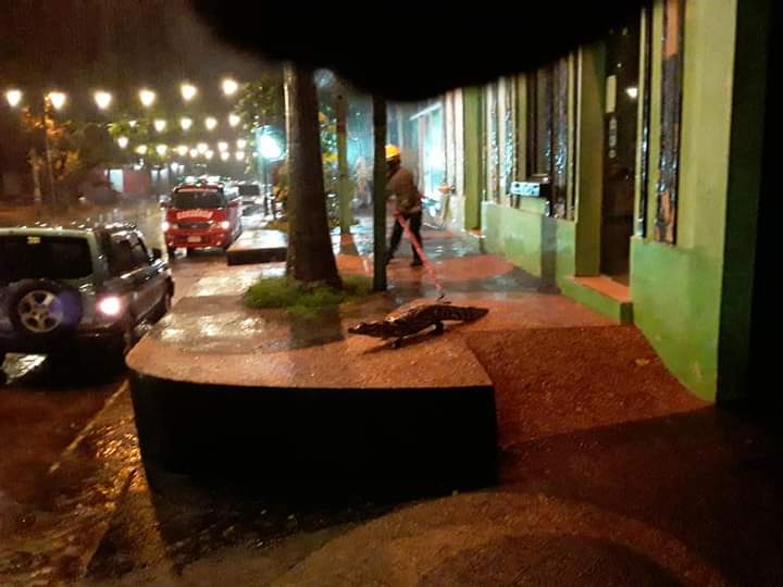 Varios cocodrilos pertenecientes al Lago de la ciudad de Itá, se pasearon en horas de la noche este martes por las calles de la ciudad. Foto: captura de pantalla.