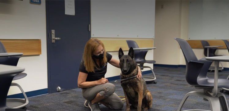 En una universidad de Florida, entrenan perros para detectar coronavirus