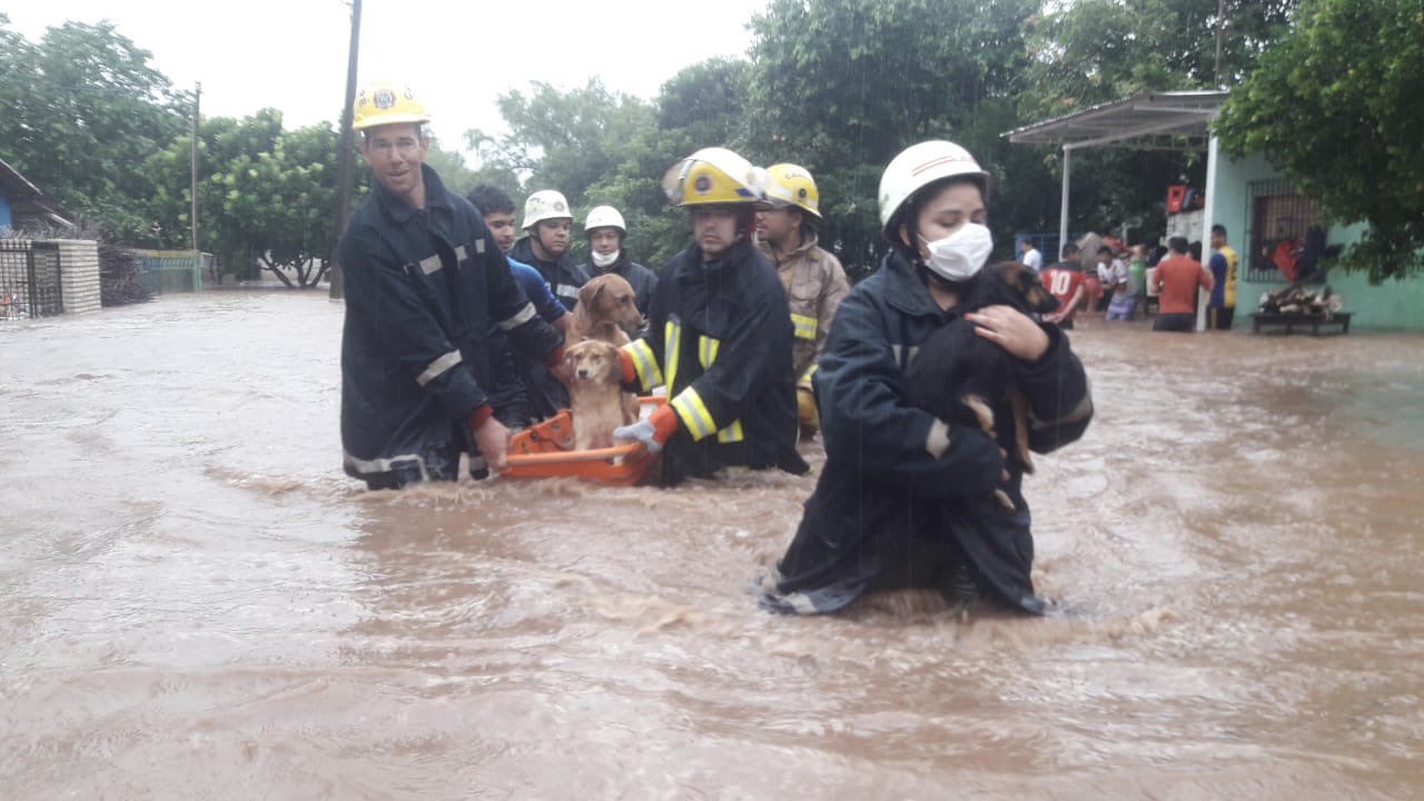 Bomberos rescatan a animales afectados por la inundación