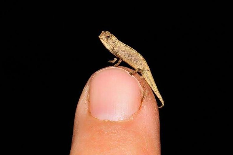 "Nanocamaleón", el reptil más pequeño del mundo