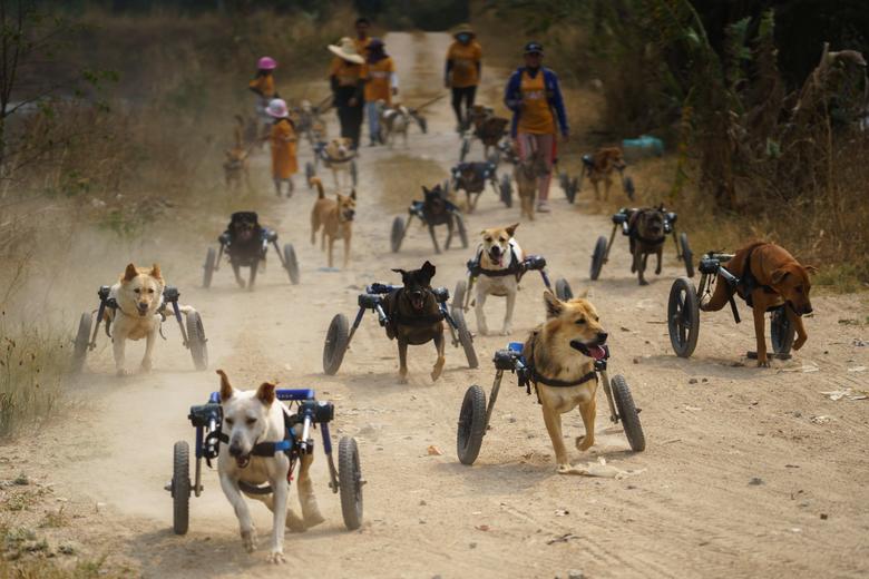 Los perros discapacitados disfrutan correr