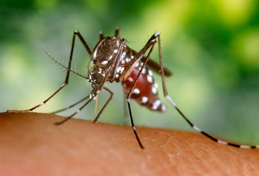 Reportan aumento de casos de dengue