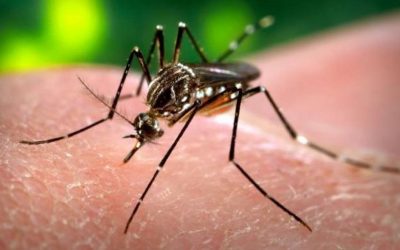 Advierten sobre circulación del serotipo más agresivo del dengue