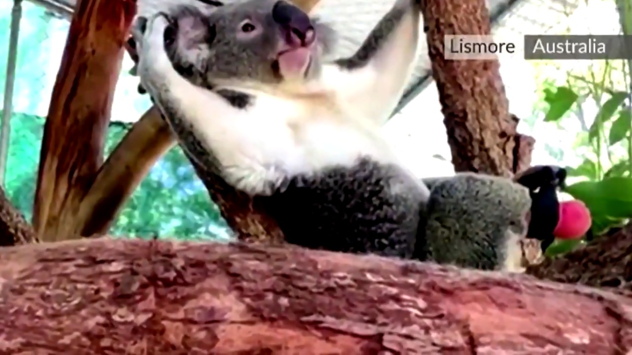 Koala trepa y corre con pata protésica