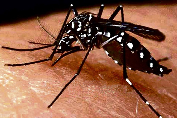 Los casos de dengue van en aumento en nuestro país. Foto de referencia.
