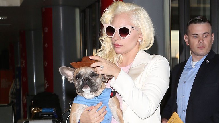 Lady Gaga ofrece millonaria recompensa para recuperar a sus perros