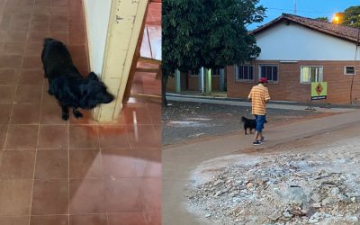 En Caazapá, un perrito acompañó a su amo hasta el hospital