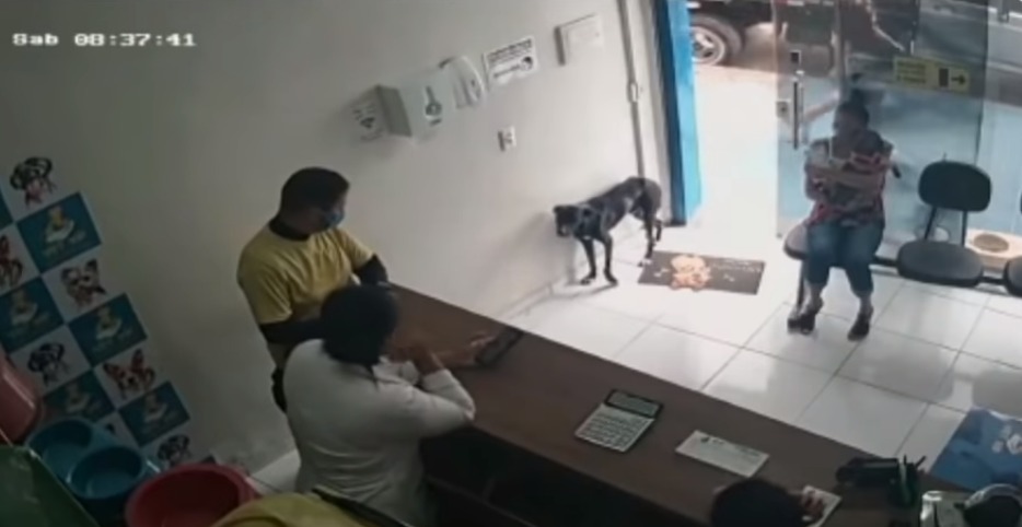 Conmovedora escena: perrito callejero ingresó a veterinaria a pedir ayuda