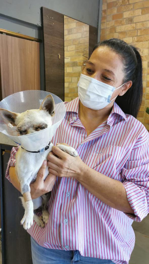 Chihuahua defendió a su familia, cuando unos canes de la raza pitbull intentaron morder a uno de sus dueños. Foto: gentileza.
