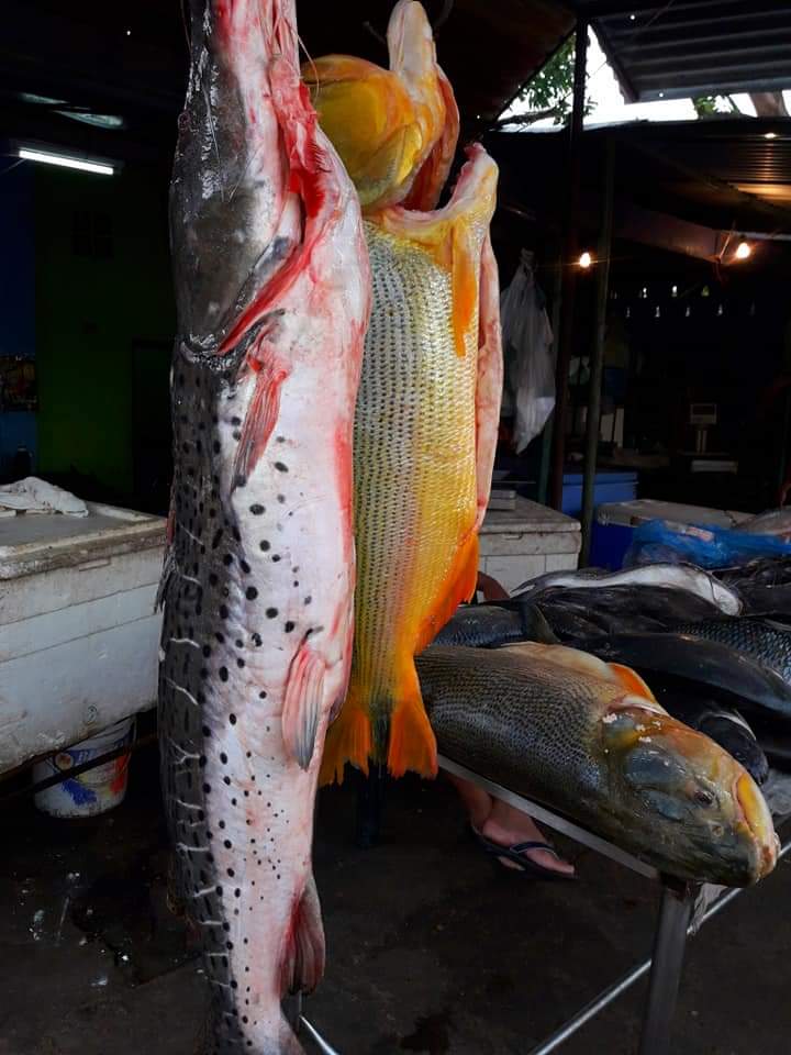 Pescaderías de San Antonio esperan a compradores