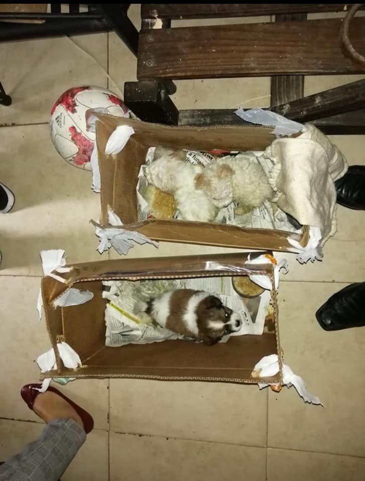 Rescatan a 16 perros tras denuncia por maltrato animal