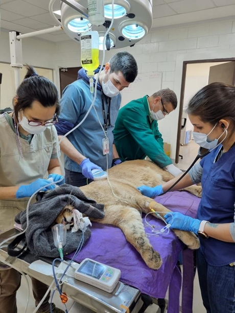 Puma rescatado en Canindeyú llevará un microchip