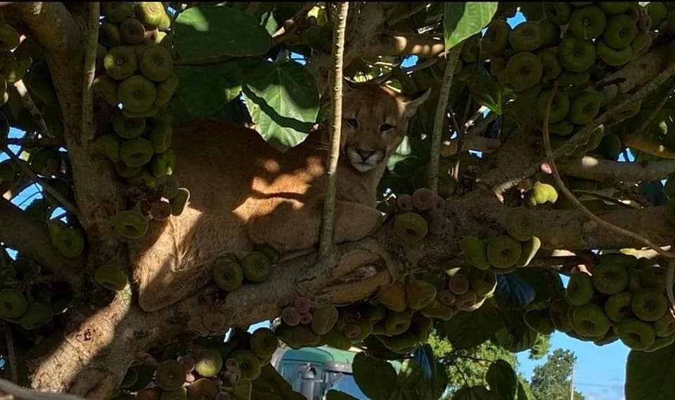 El puma que fue rescatado en la localidad La Paloma del departamento de Canindeyú