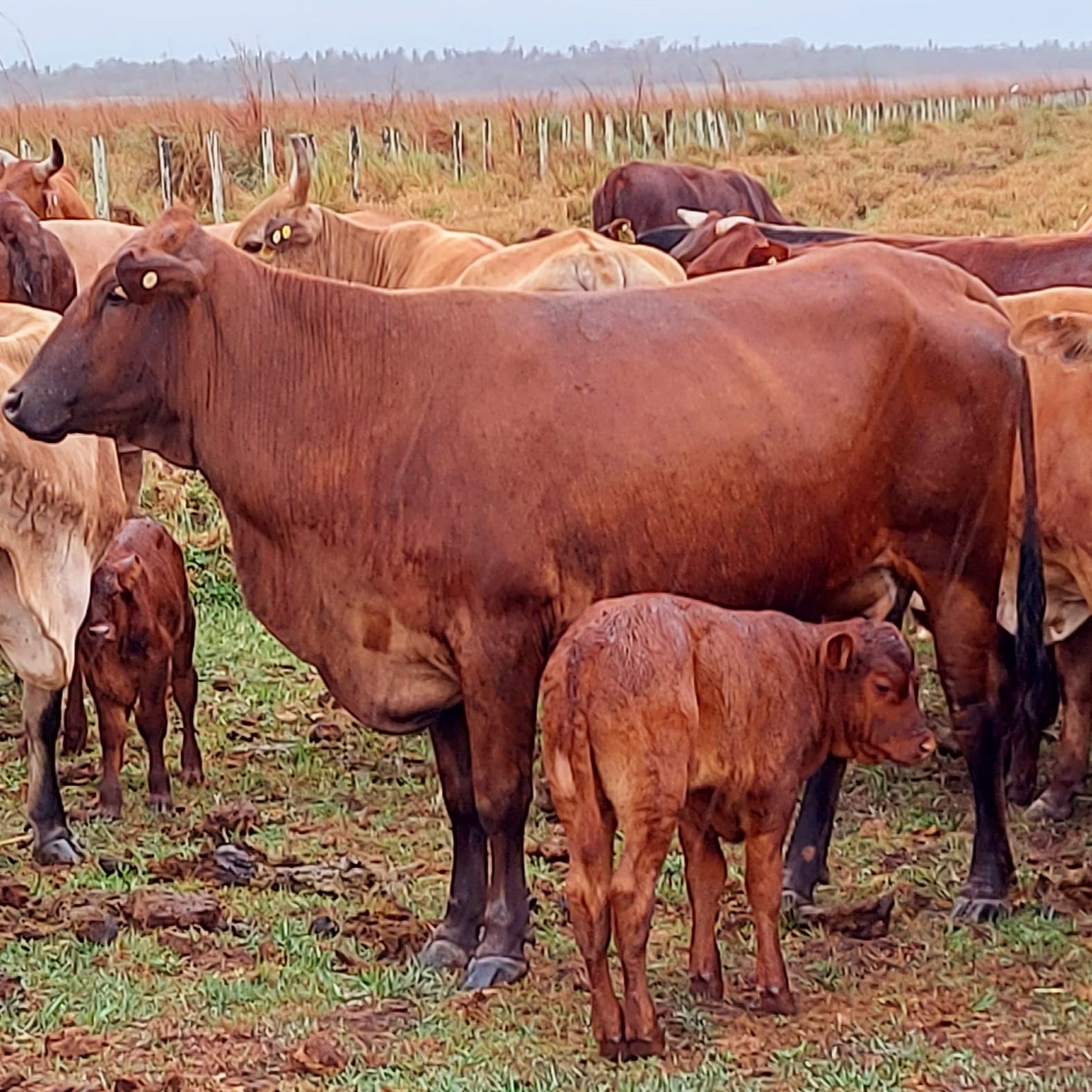 Nacen 50 terneros Belmont en Paraguay para mejorar la ganadería nacional. Foto: gentileza.