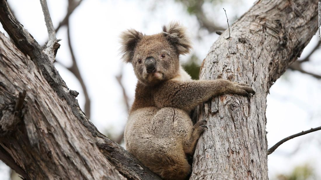 En solo tres años, Australia perdió el 30% de sus koalas