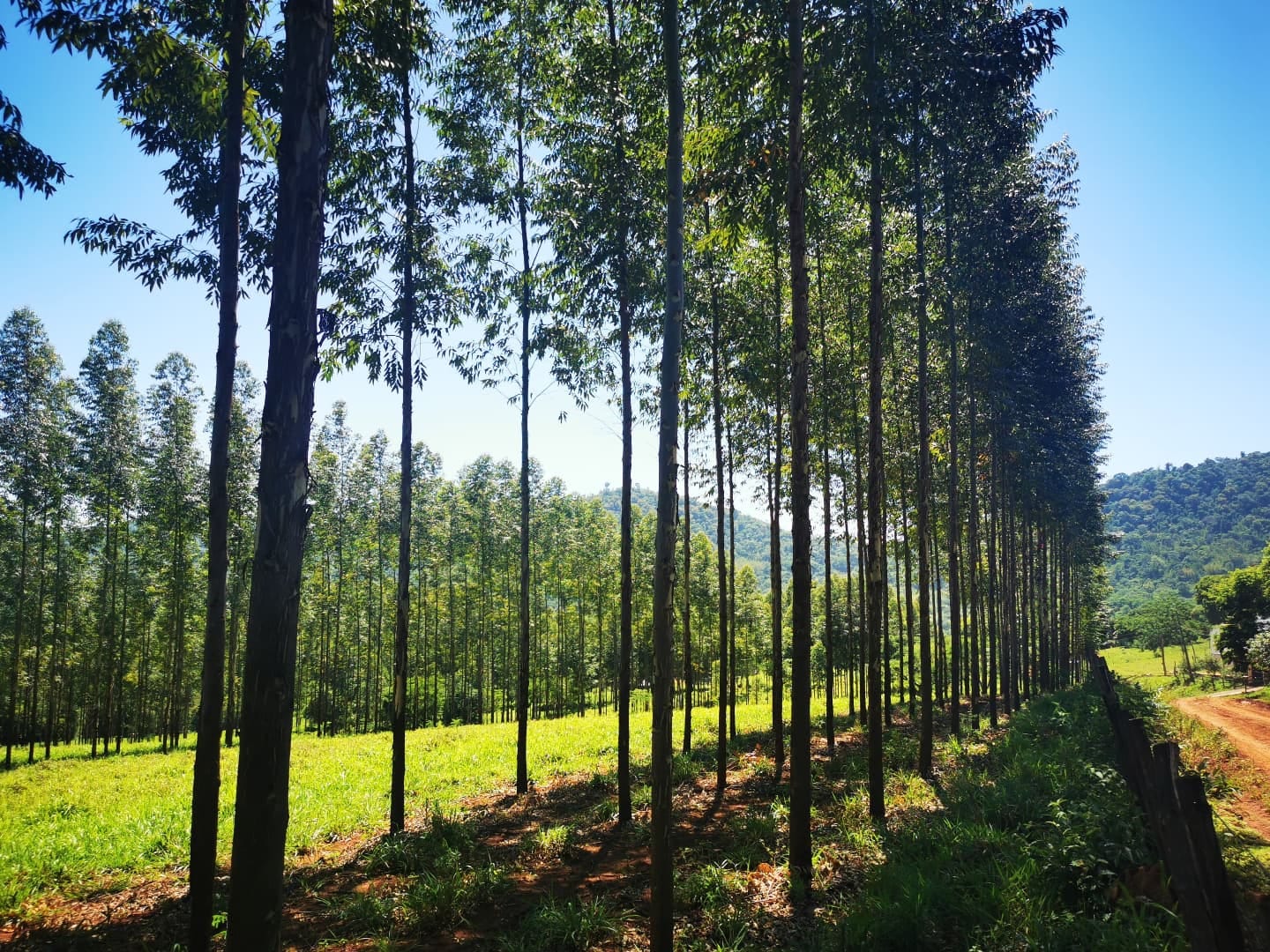 Ybytyruzú: plantan más de 50 mil árboles para aumentar cobertura boscosa. Foto: gentileza.
