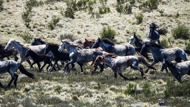 ¿Por qué Australia planea sacrificar a 10.000 caballos?