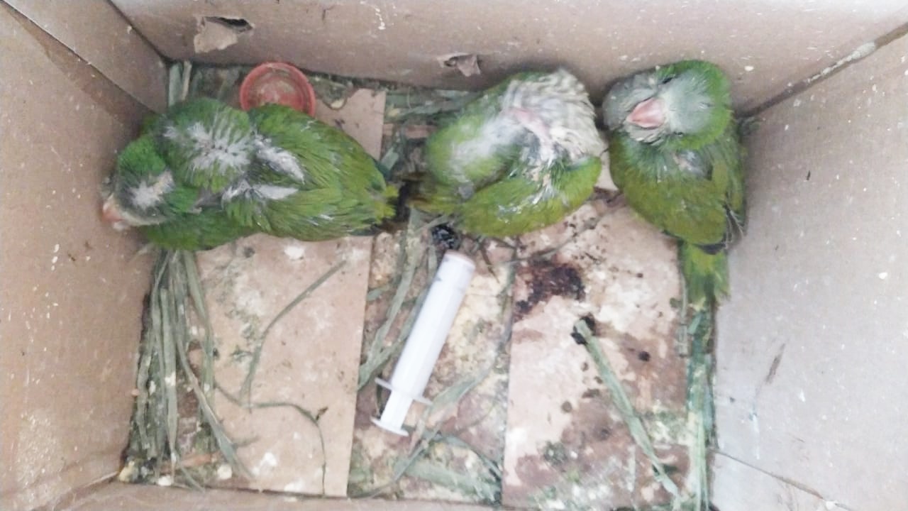 San Lorenzo: Mades rescata a aves que estaban siendo comercializadas