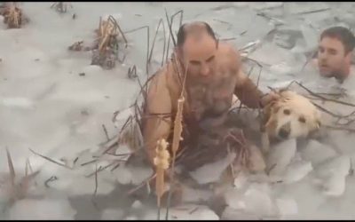 Guardias salvaron a un perro a punto de morir ahogado en estanque congelado