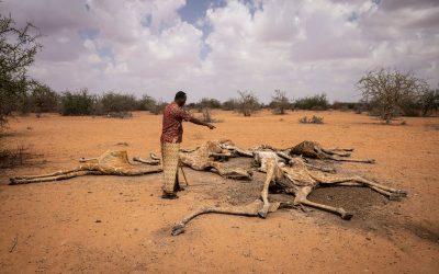 Kenia: jirafas mueren deshidratadas a causa de la sequía